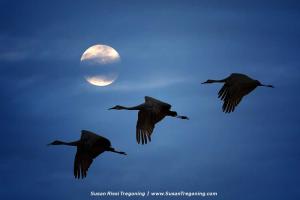 Moonlit Flight